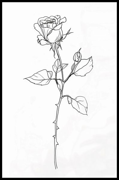 Plakat 53x81cm Kontur Róży zdjęcie 2