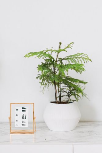 Araukaria 45cm na Arena.pl