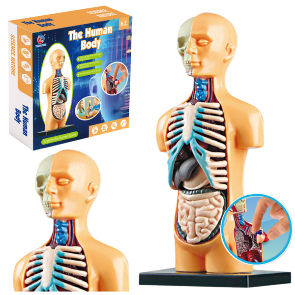 DLA DZIECI ANATOMICZNY MODEL EDUKACYJNY zdjęcie 5