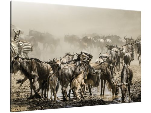 Obraz Gnu podczas wędrówki 100x70 CANVAS na Arena.pl