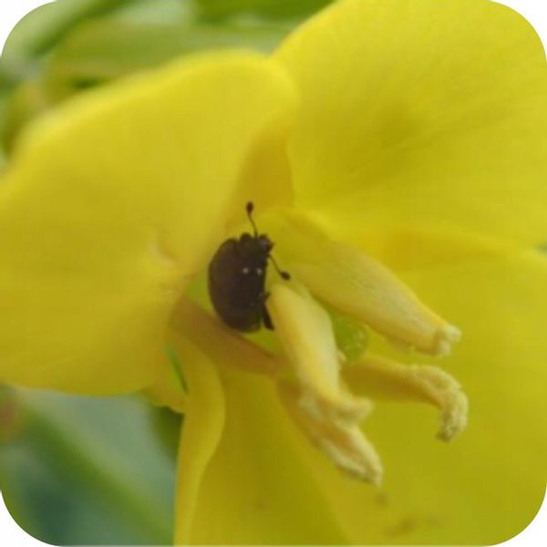 ŚRODEK PREPARAT NA MSZYCE CYPERKILL MAX 500 EC 250ML OWADOBÓJCZY DO WARZYW zdjęcie 2