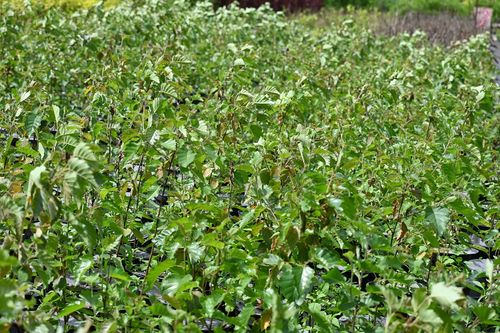 Brzoza papierowa - Betula papyrifera na Arena.pl