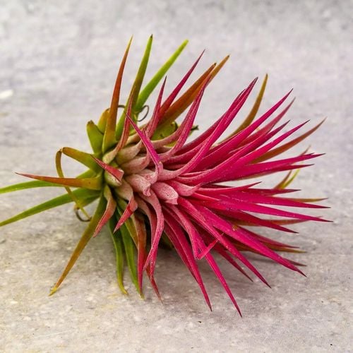 Tillandsia OPLĄTWA ionantha Intensywnie czerwona W ZIMOWYM OPAKOWANIU na Arena.pl