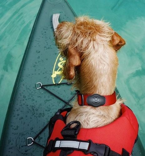 Etui case na lokalizator Apple AirTag na obrożę psa kota GPS na Arena.pl
