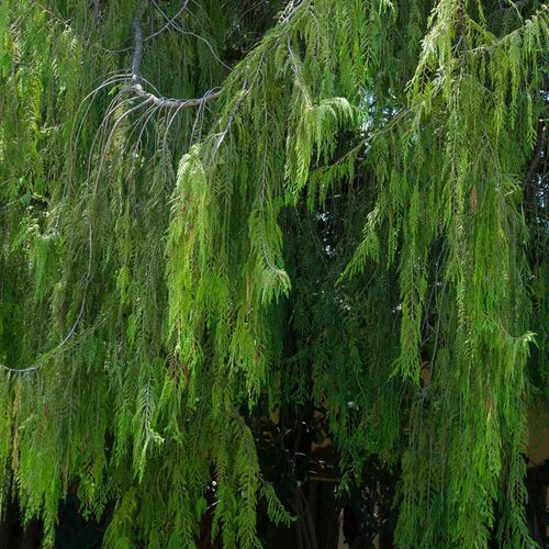 Cyprysik nutkajski PENDULA Wąski płaczący pokrój na Arena.pl