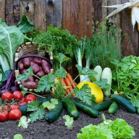 Nawóz Mączka Bazaltowa 25kg Do Róz Kwiatów Roślin Naturalny na Arena.pl