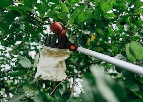 Zbierak do owoców teleskopowy trzonek koszt z tkaniny 3,75m na Arena.pl