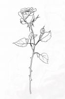 Plakat 20x30cm Kontur Róży