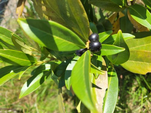 Laurowiśnia Herbergii 50-80cm sadzonki na ŻYWOPŁOT na Arena.pl