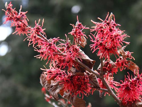 Oczar pośredni Rubin C2 na Arena.pl