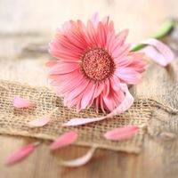 FOTOTAPETA KWIATY RÓŻOWY KWIATEK PŁATKI