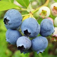 Borówka amerykańska BONUS Duże owoce Plenna Do 6 kg z krzewu Sadzonki 1L