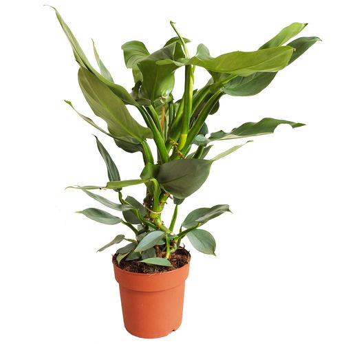 FILODENDRON HASTATUM 60cm na Arena.pl