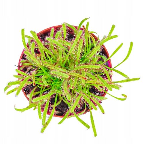 Drosera Capensis CZERWONA ROSICZKA Przylądkowa TROPIKALNA Owadożerna - na Arena.pl