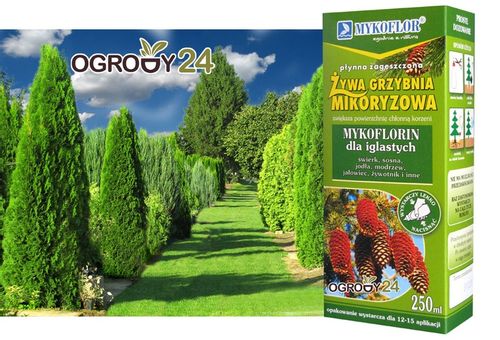 Mikoryza dla DRZEW IGLASTYCH grzybnia na Arena.pl