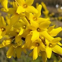 Forsycja pośrednia 'Goldzauber' (Forsythia x intermedia) Doniczka 2.0L