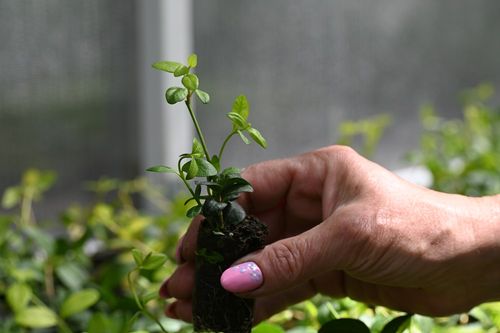 Barwinek pospolity Atropurpurea - Vinca minor na Arena.pl