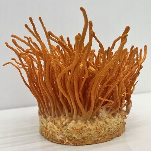 Maczużnik bojowy Cordyceps militaris substrat do uprawy grzybów na Arena.pl