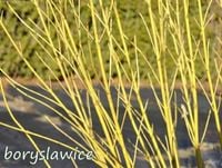 Dereń rozłogowy 'Flaviramea' (Cornus) w  doniczkach P11, 40-60cm