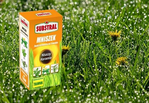 Mniszek niszczy chwasty RAZEM Z KORZENIAMI W TRAWIE TRAWNIKU SUBSTRAL 500ml na Arena.pl