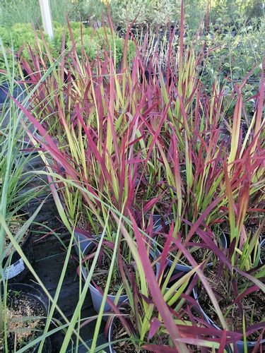 Imperata cylindryczna Red Baron barwny akcent do ogrodu na Arena.pl