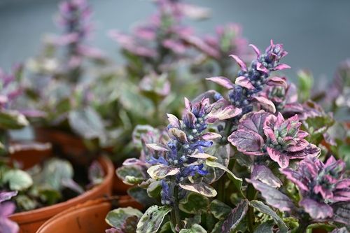 Dąbrówka rozesłana Burgundy Glow - Ajuga reptans na Arena.pl