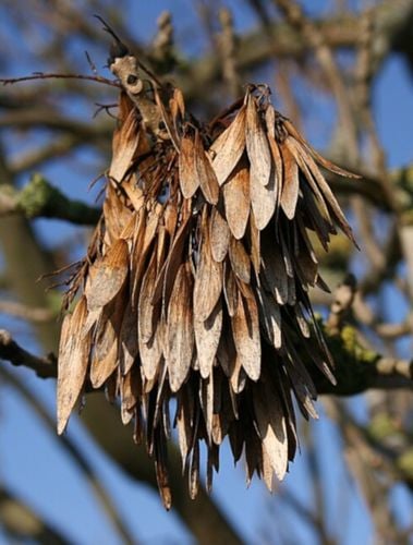 JESION WYNIOSŁY Fraxinus excelsior - NASIONA 160 sztuk - 10g. na Arena.pl