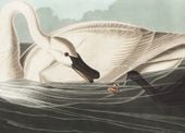 Plakat 70x50cm Łabędź Trąbiący, J.J.Audubon Vintage do Salonu