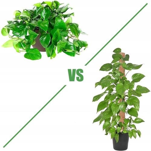 Podpora Palik Kokosowy 100cm (1M) Tyczka do Monstery Kwiatów Roślin na Arena.pl