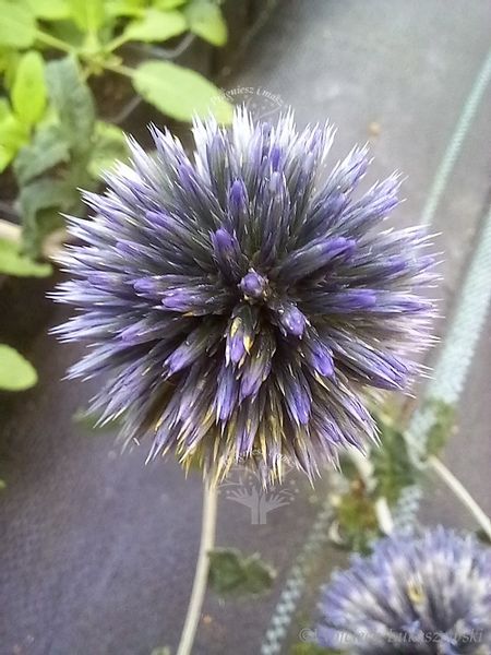 Przegorzan sadzonka rabata bylina suchy bukiet zdjęcie 1