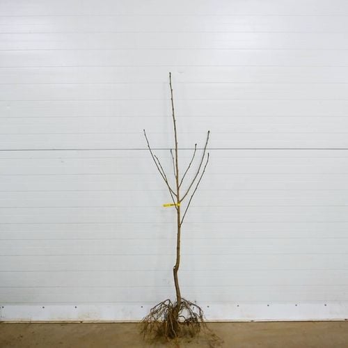 DRZEWKA OWOCOWE CZEREŚNIA TAMARA NAJWIĘKSZE SŁODKIE OWOCE SADZONKI na Arena.pl