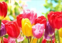 Fototapeta 3D kwiaty widok tulipany 200x130 FL