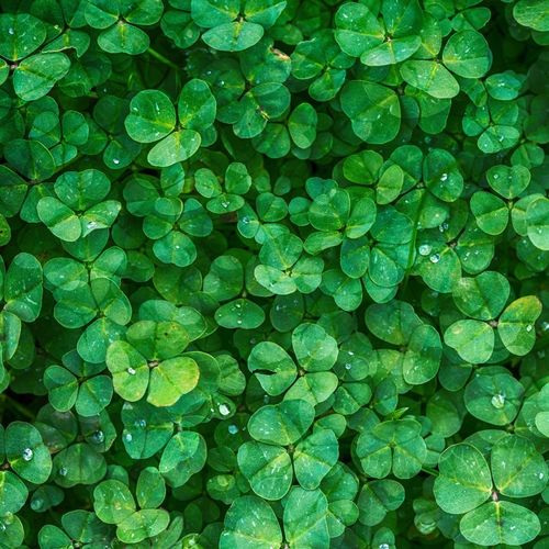 MIKROKONICZYNA NASIONA KONICZYNA DROBNOLISTNA BIAŁA 500G GĘSTA dekoracyjna na Arena.pl