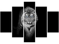 OBRAZ TIGER IN THE DARK