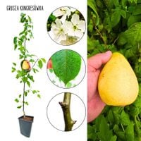 Grusza Kongresówka doskonała na przetwory 180-220 cm