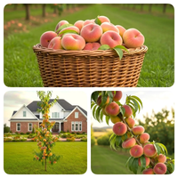 BRZOSKWINIA UFO SAT kolumnowa do mały ogród - sadzonki 90 / 120 cm