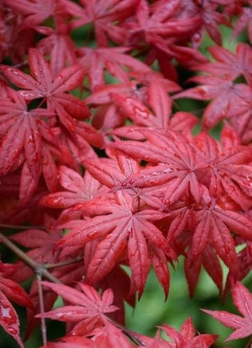 Klon Palmowy ATROPURPUREUM Sadzonka 1L na Arena.pl