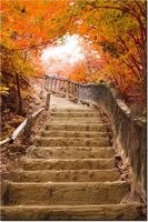 80CM 120 OBRAZ JESIENNY SPACER ŚCIENNY