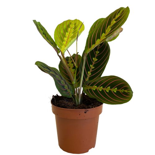 MARANTA FASCINATOR 30cm na Arena.pl