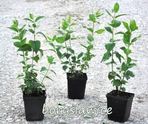 Jaśminowiec 'Virginal' (Philadelphus) w doniczkach C2, wysokość 70-100 cm na Arena.pl