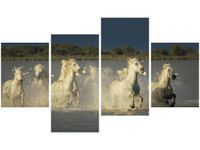 140CM 70 OBRAZ BIAŁE DZIKIE KONIE ŚCIENNY