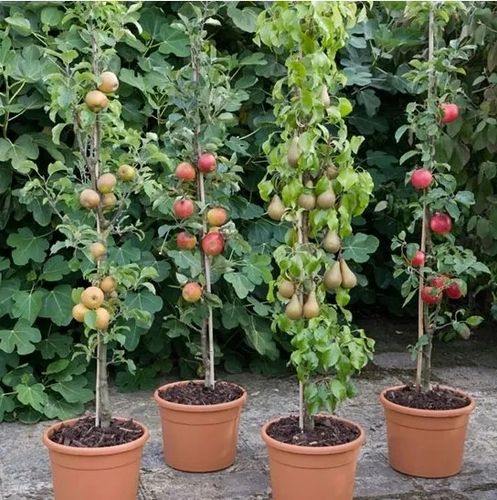 JABŁOŃ kolumnowa żółto-czerwone na tarasy  - sadzonki 90  / 120 cm na Arena.pl