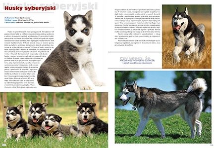 Pies Rasy z całego świata zdjęcie 2