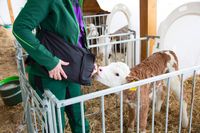 Worek do przechowywania siary ColostroStartSET 5 szt, Kerbl