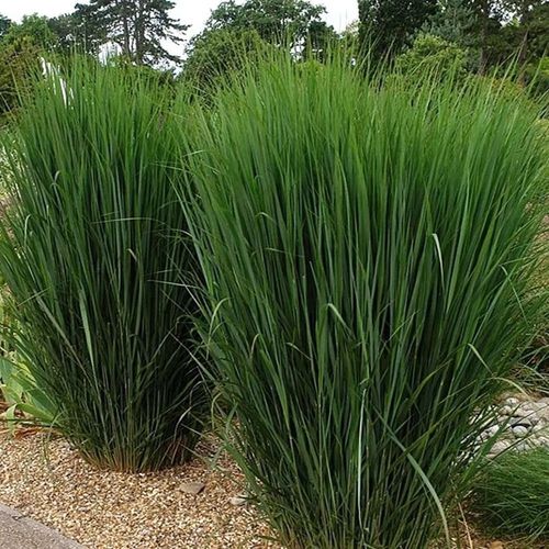 TRAWA Proso Northwind - sadzonki 10 / 20 cm na Arena.pl