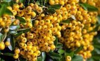 P9 OGNIK SZKARŁATNY Pyracantha 'Soleil d'Or'