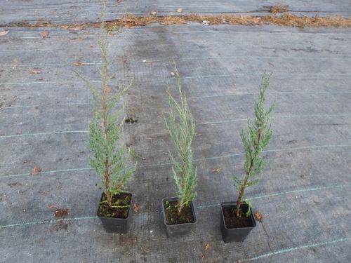 Jałowiec Blue Arrow 40-60cm P9 na Arena.pl