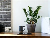 Zamiokulkas zamiolistny Zamioculcas zamiifolia P12