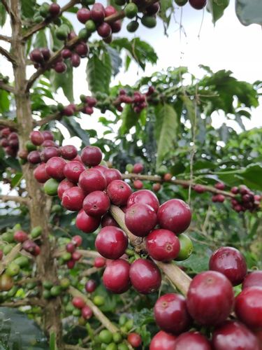 KAWA ZIARNISTA 1 kg FORTE blend BRAZYLIA palona w dniu zakupu DO EKSPRESU na Arena.pl