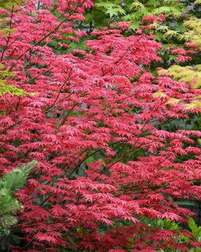 Klon Palmowy ATROPURPUREUM Sadzonka 1L na Arena.pl